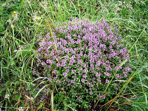 Larger Wild Thyme...