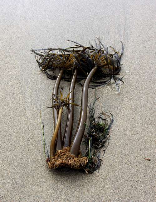 Seaweed at McClures Beach