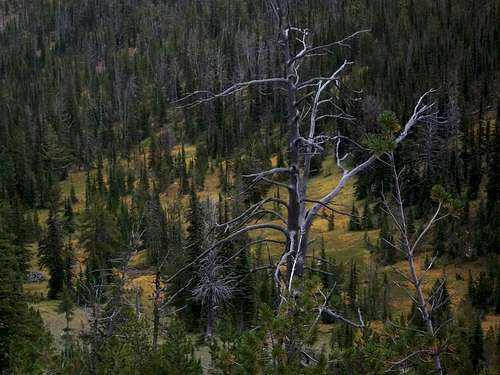 The fields are turning yellow