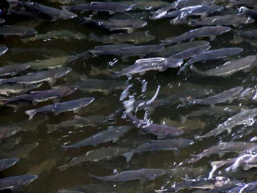Salmon at Ketchikan