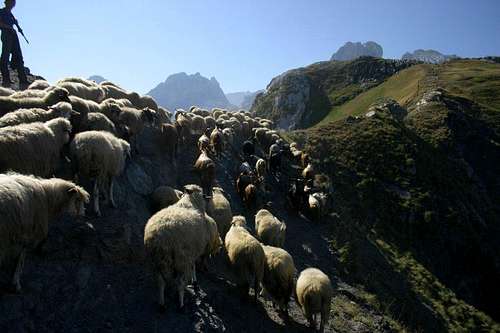 Sheep above Paja