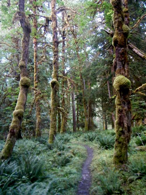 Knobulated Trees