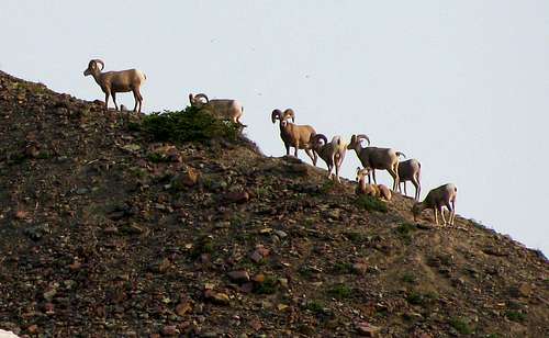 Logan Pass bighorn sheep