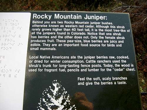 Rocky Mountain Junipers