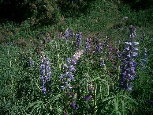 Alpine Lupine is a common...