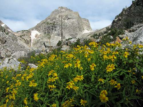 Wildflowers below Middle Teton