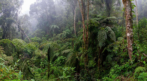 Mountain Biodiversity in Brazil
