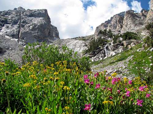 Garnet Canyon wildflowers