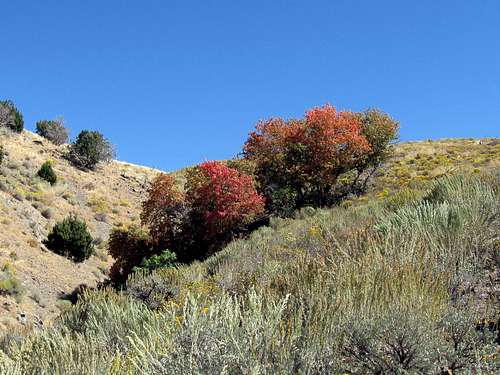Fall colors on Maple Peak 