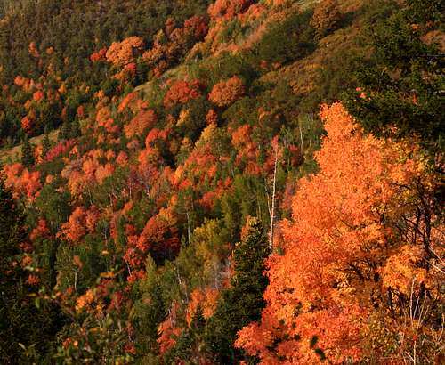 The start of Utah's Fall Colors