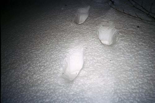 Footprint of a brown bear in deep snow cover