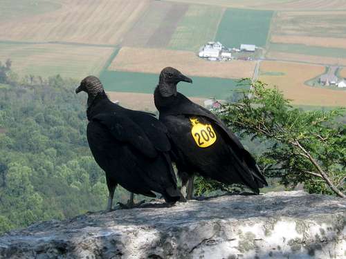 Black Vultures at the Pinnacle