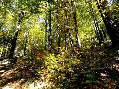 Autumn forest – slope of Połonina Caryńska