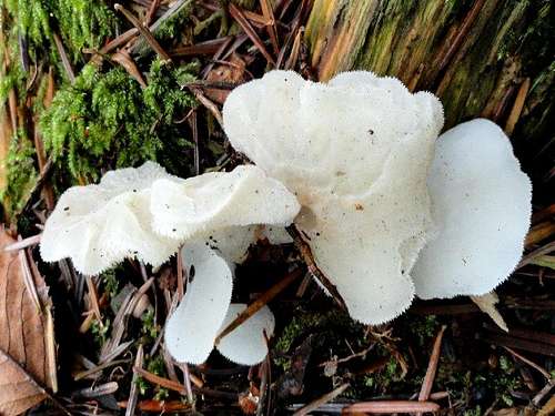 White Jelly Mushroom