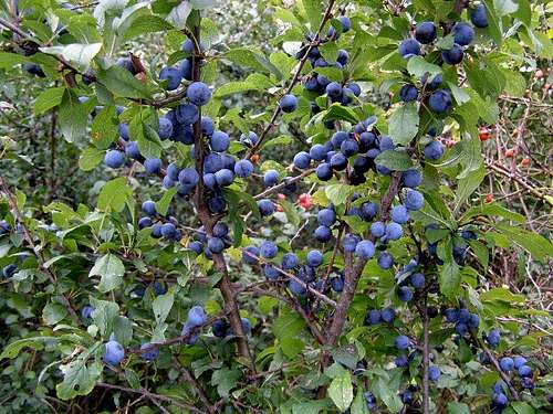 Blackthorn Berries 