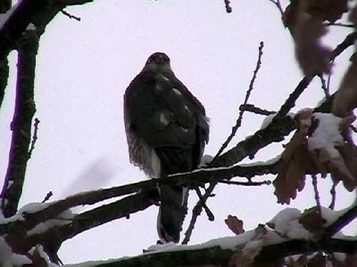 The  sparrowhawk <i>(Accipiter nisus)</i>