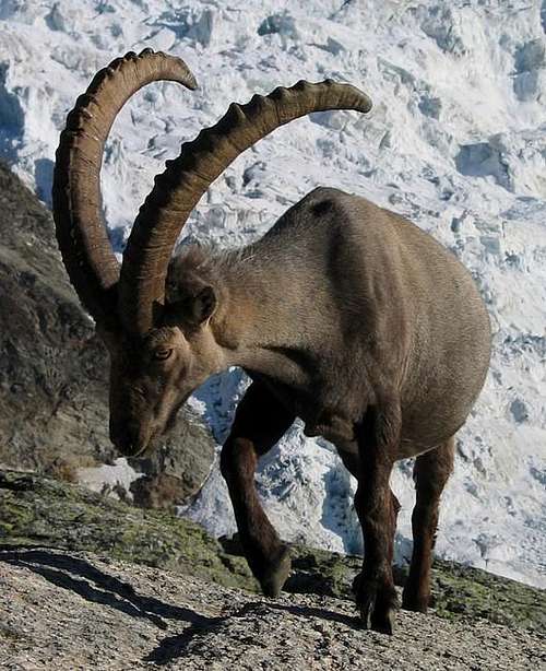 Big ibex in front of Ried glacier.
