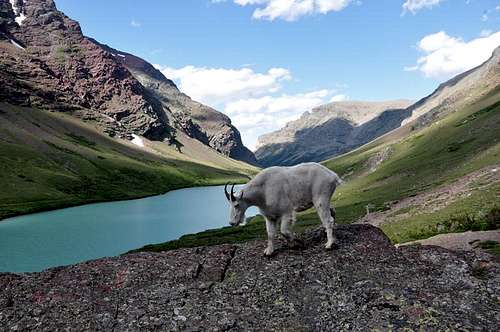 Goat on the Cracker Lake in Glaicier NP