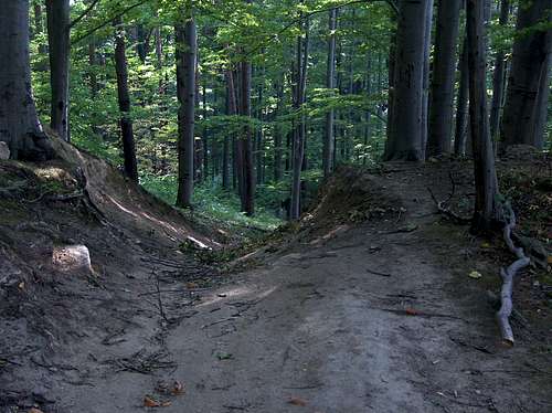 Trail on Studniční Vrch