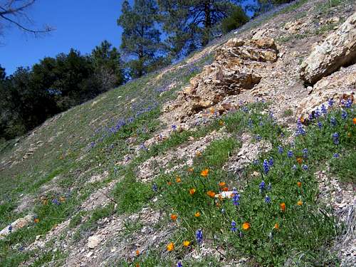Wildflowers of Figueroa Mountain