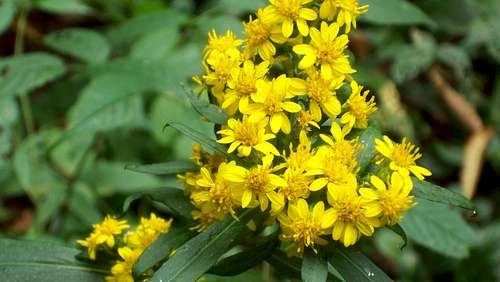 Goldenrod