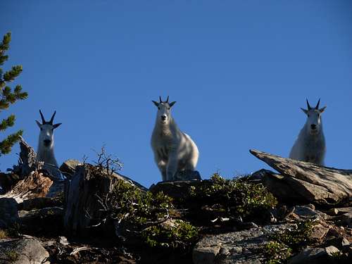 Alpine Lookout Mountain Goats