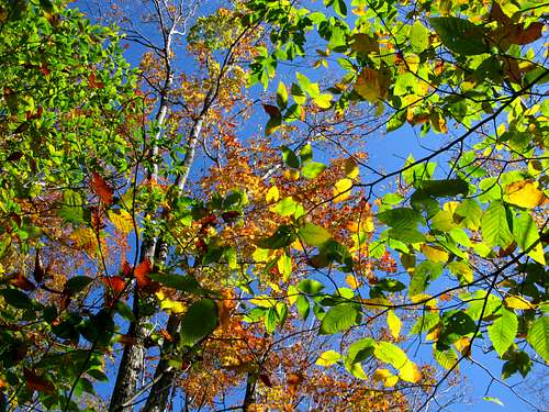 trees showing color in Catskills