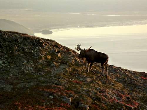Moose on North Ridge