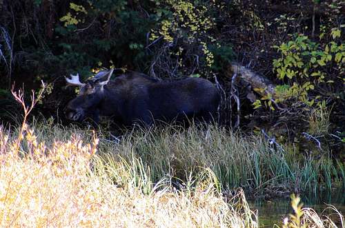 A Moose near Kessler Peak