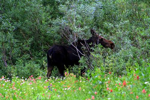 A Moose at the Albion Basin Campground 