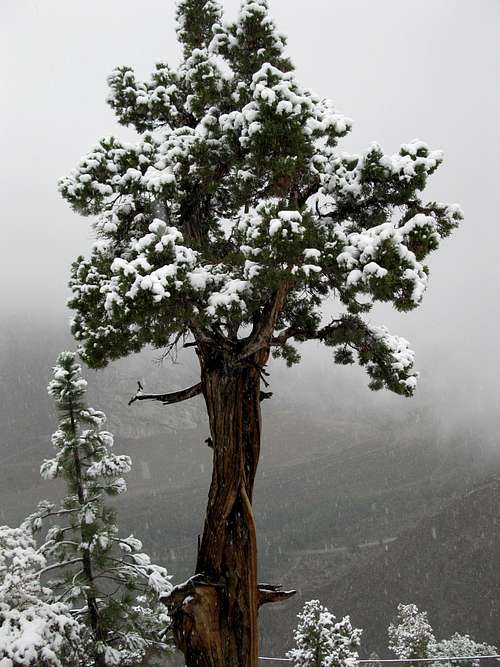 Snowy Tree on a Snowy Mountain