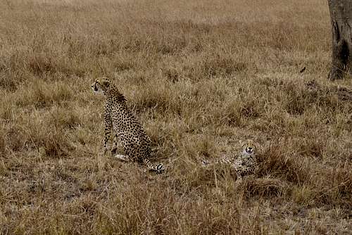A couple of tough Cheetahs