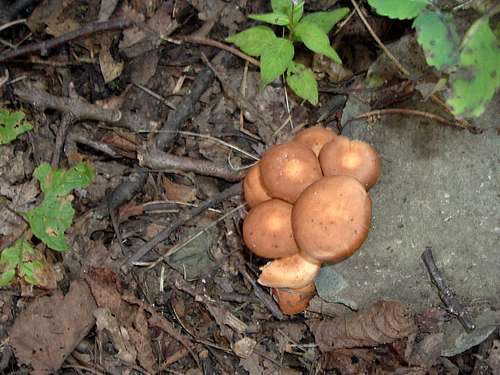 Little Brown Mushrooms Near Bearfence Summit