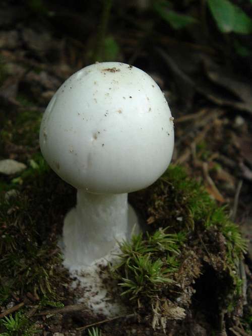 White Mushroom on Appalachian Trail