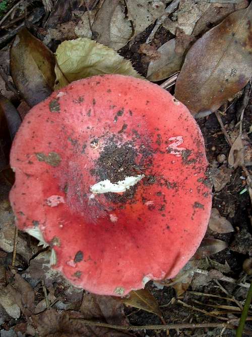 Red Mushroom on Appalachian Trail