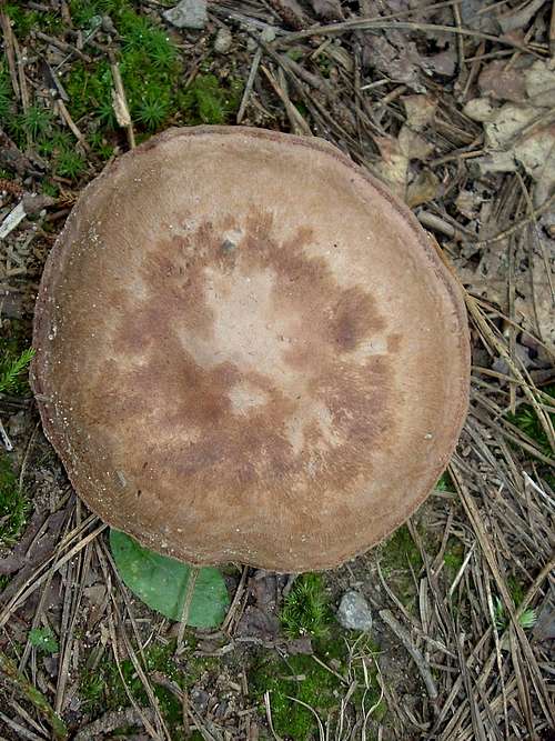Brown Mushroom on Appalachian Trail