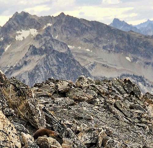 Marten- Alpine Summit