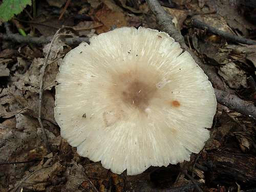 Mushroom on Bearfence Mountain