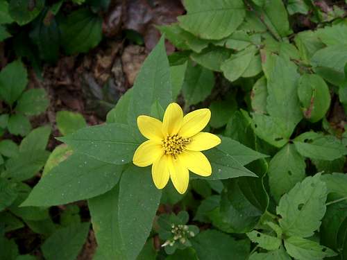 Yellow Flower on Bearfence Mountain