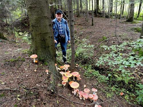 A good year for Amanita muscaria 