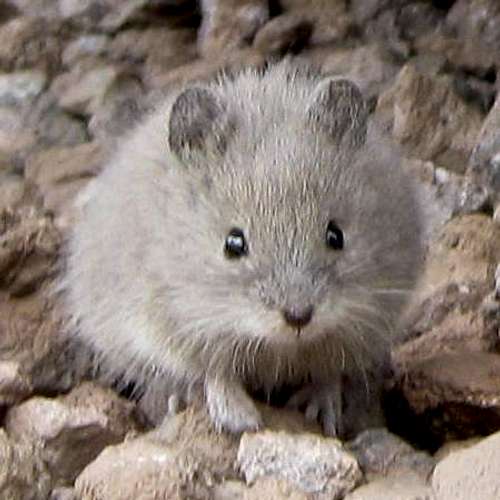Mountaineering mouse?