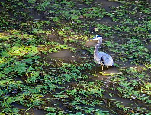 Great Blue Heron Along the C & O Canal