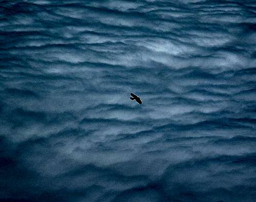 An alpine chough (Alpendohle) flying above the sea of clouds