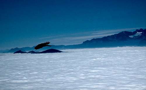 Alpine raven (Alpendohle) in flight; Dachstein (2993m) in the background