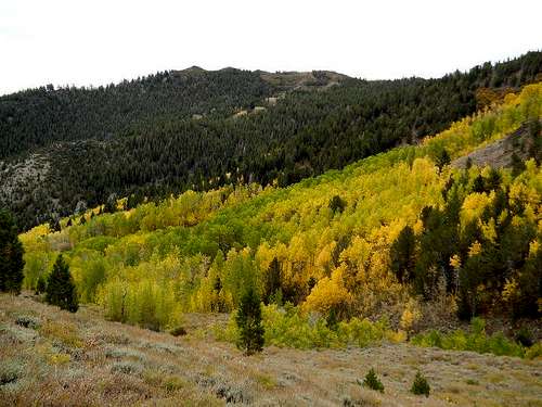 Fall colors in the Mount Rose Wilderness