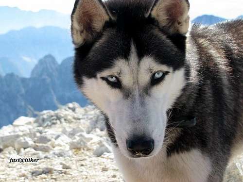 Nico, the dog that climbed Mangart (2.678m)