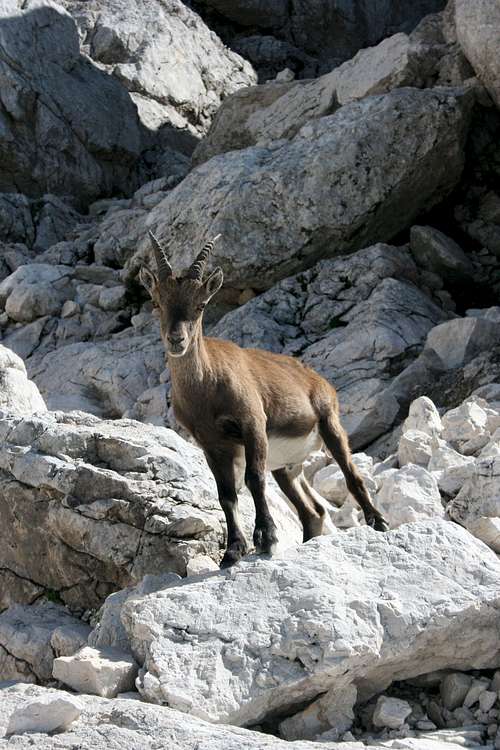 Ibex