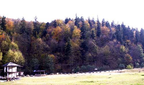 Autumn forest...