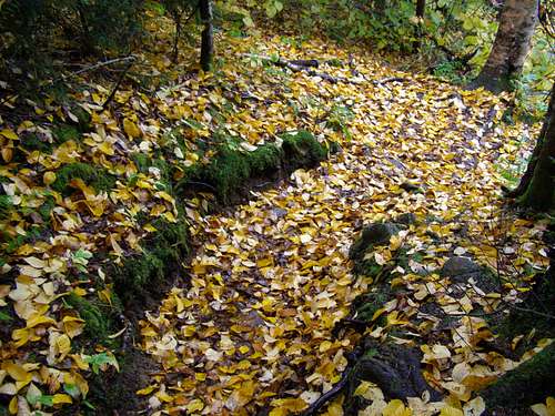 Leafy trail