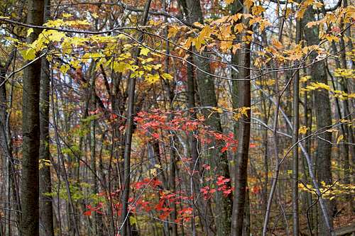 Fall Trail Foliage